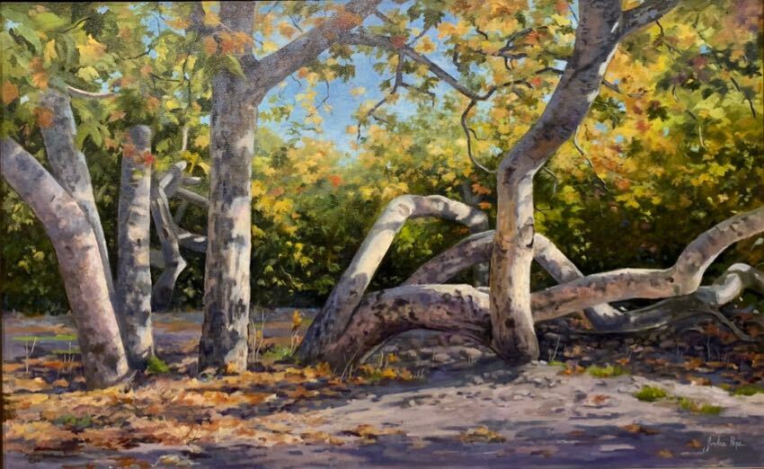 Dancing Sycamores 30x48 Oil by Jordan Pope